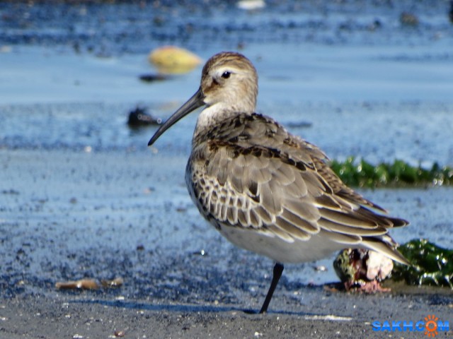 DSC05605_н
Сентябрь - время куликов. Чернозобик.
Просмотров: 304
Комментариев: 0