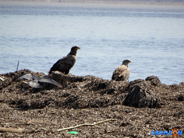 Белохвостые орланы

Просмотров: 905
Комментариев: 0