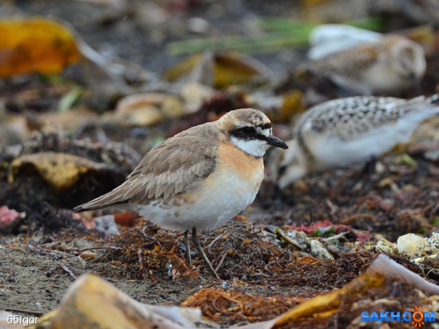 монгольский зуёк

Просмотров: 709
Комментариев: 0
