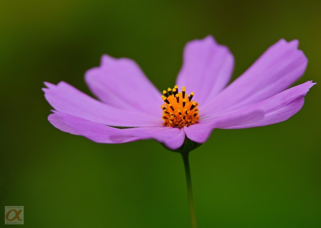 ***
Фотограф: Сергей Буркацкий

Просмотров: 1023
Комментариев: 2