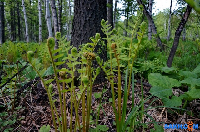 DSC01466
Фотограф: vikirin

Просмотров: 1127
Комментариев: 0