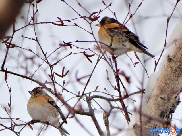 Парочка)

Просмотров: 631
Комментариев: 1
