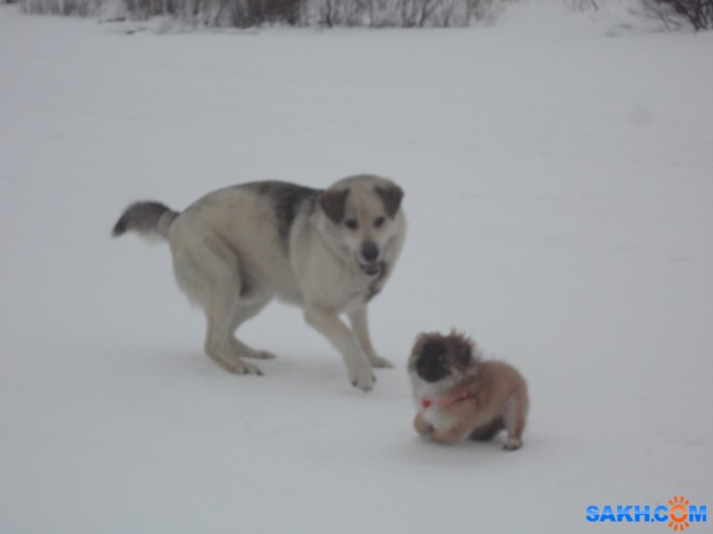 DSC01023
Фотограф: Ирина

Просмотров: 2387
Комментариев: 0