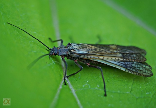 Жужа
Фотограф: Сергей Буркацкий

Просмотров: 1059
Комментариев: 0