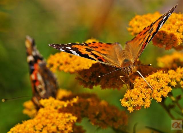 ***
Фотограф: Сергей Буркацкий

Просмотров: 795
Комментариев: 0