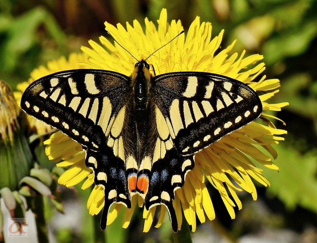 ***
Фотограф: Сергей Буркацкий

Просмотров: 1492
Комментариев: 4