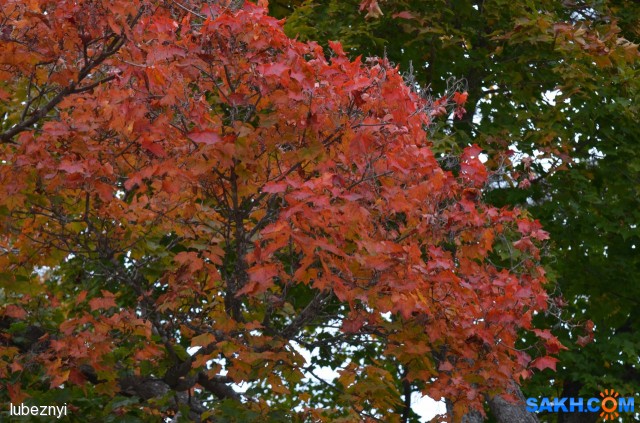 Клён
Фотограф: NIK

Просмотров: 402
Комментариев: 0