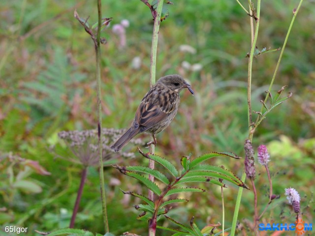 черчиль

Просмотров: 709
Комментариев: 0