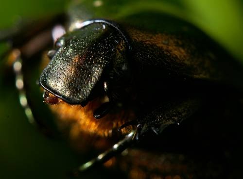 DSC05534
Фотограф: Сергей Буркацкий

Просмотров: 345
Комментариев: 0