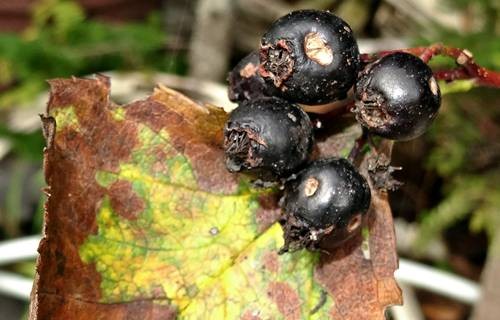 DSC04125
Фотограф: Сергей Буркацкий

Просмотров: 575
Комментариев: 0