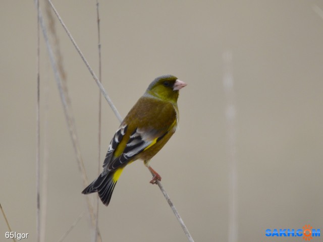 зеленушка

Просмотров: 648
Комментариев: 0