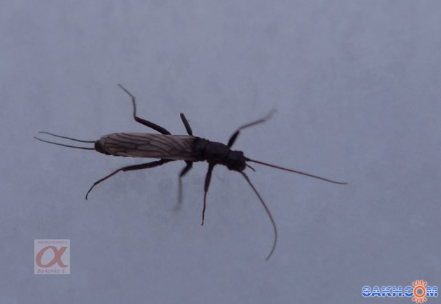 Букашка на снегу
Фотограф: Сергей Буркацкий

Просмотров: 1504
Комментариев: 0