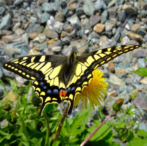 DSC01525
Фотограф: Сергей Буркацкий

Просмотров: 537
Комментариев: 0