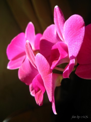 Dendrobium phalaenopsis hybr.
Фотограф: Marion

Просмотров: 1348
Комментариев: 0