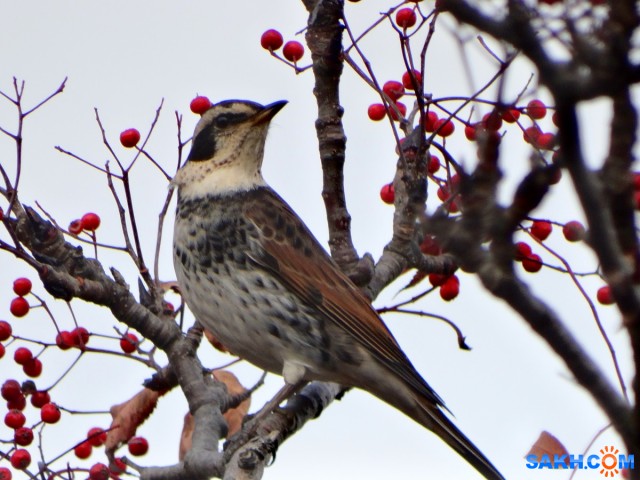 DSC04914_н

Просмотров: 415
Комментариев: 0