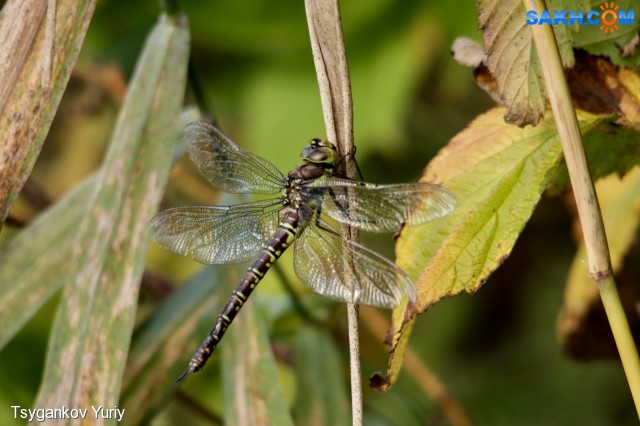 Aeshna juncea
Фотограф: Tsygankov Yuriy
Коромысло камышовое
Просмотров: 562
Комментариев: 0