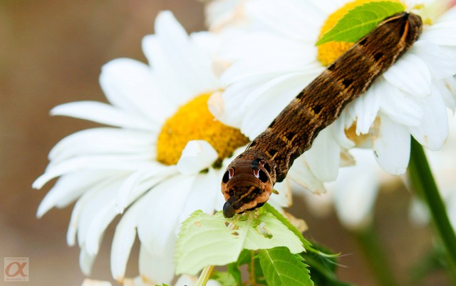 ***
Фотограф: Сергей Буркацкий

Просмотров: 810
Комментариев: 0