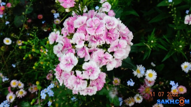 DSC00564