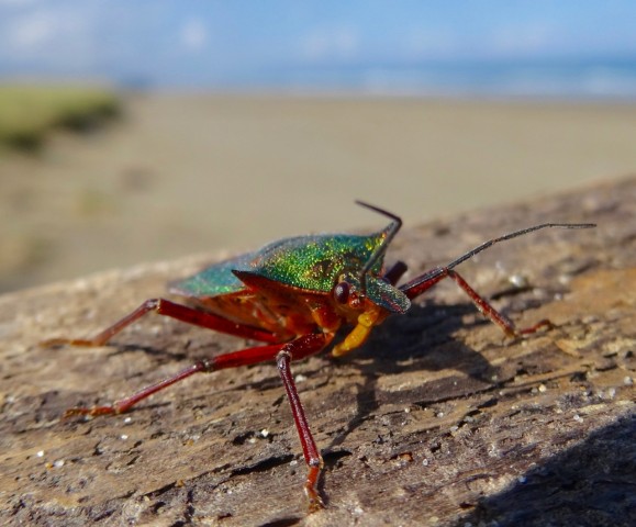 DSC06747
Фотограф: Сергей Буркацкий

Просмотров: 1026
Комментариев: 0