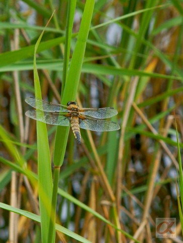 ***
Фотограф: Сергей Буркацкий

Просмотров: 751
Комментариев: 0
