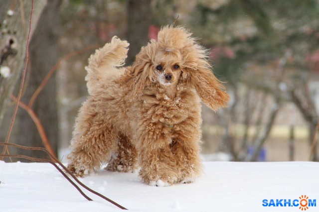 Люся

Просмотров: 359
Комментариев: 2