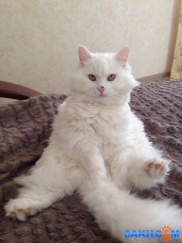 image (2)

Просмотров: 1108
Комментариев: 0