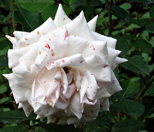 DSC00434
Фотограф: Сергей Буркацкий

Просмотров: 318
Комментариев: 0