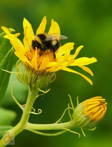 ***
Фотограф: Сергей Буркацкий

Просмотров: 695
Комментариев: 0