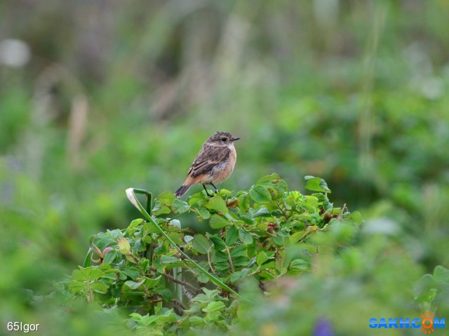 че

Просмотров: 762
Комментариев: 0