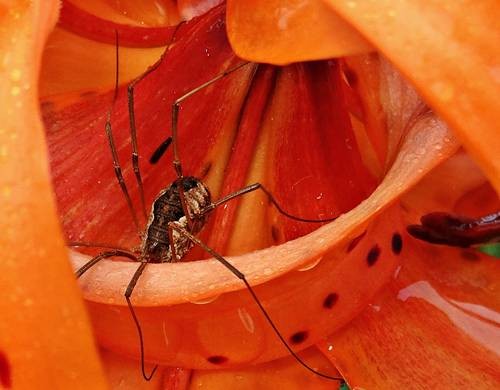 DSC03642
Фотограф: Сергей Буркацкий

Просмотров: 446
Комментариев: 0