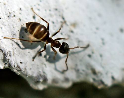 DSC05382
Фотограф: Сергей Буркацкий

Просмотров: 391
Комментариев: 0