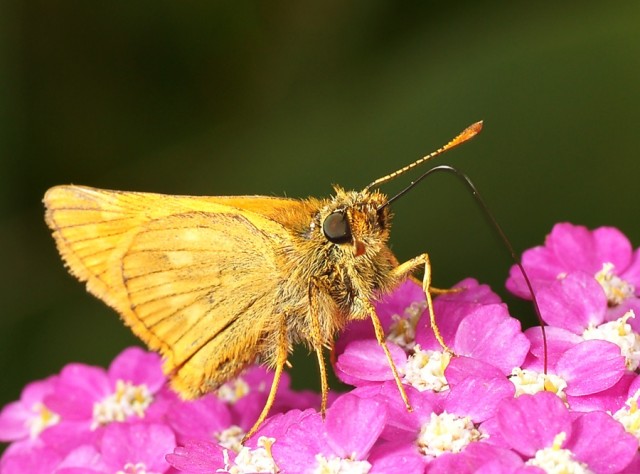 DSC01904
Фотограф: Сергей Буркацкий

Просмотров: 381
Комментариев: 0