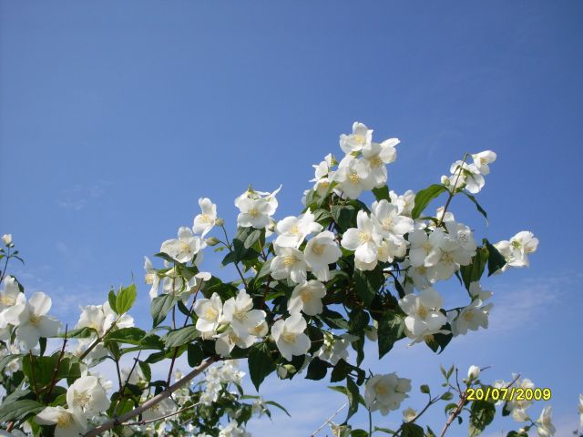 Жасмин
Фотограф: Maricha

Просмотров: 1439
Комментариев: 1