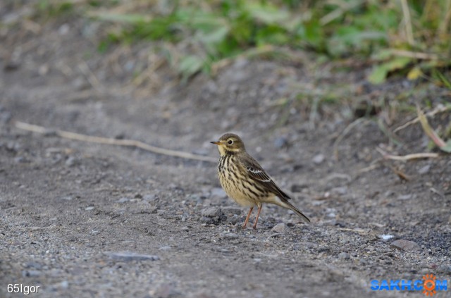 конёк пятнистый

Просмотров: 349
Комментариев: 0