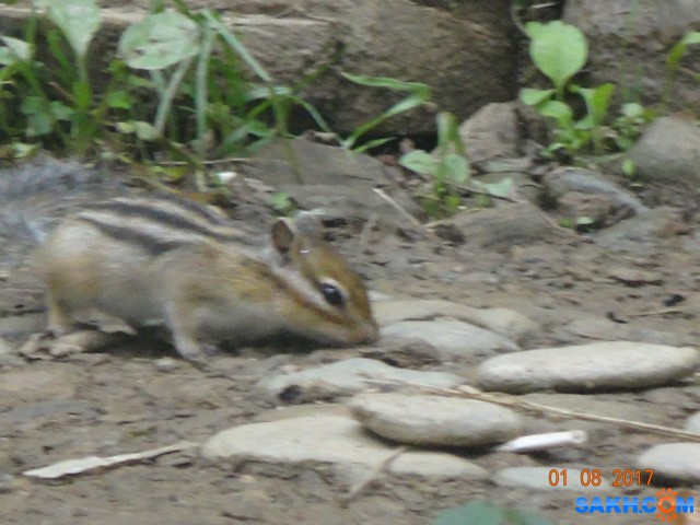 DSC04950
