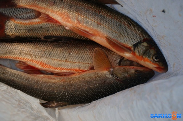 DSC07175
Фотограф: vikirin

Просмотров: 1710
Комментариев: 0