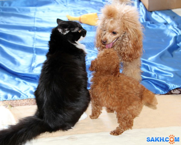 Троица

Просмотров: 886
Комментариев: 2