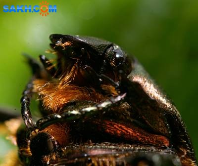 DSC05594
Фотограф: Сергей Буркацкий

Просмотров: 379
Комментариев: 0