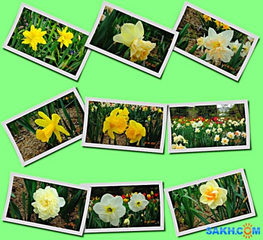 Нарциссы.

Просмотров: 534
Комментариев: 0