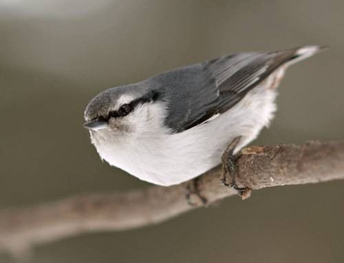 Фото 1124
Фотограф: Сергей Буркацкий

Просмотров: 431
Комментариев: 0