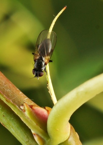 DSC01781
Фотограф: Сергей Буркацкий

Просмотров: 322
Комментариев: 0