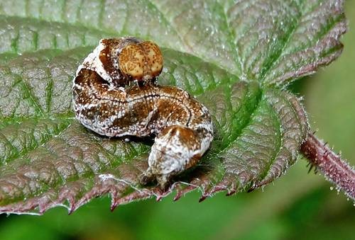 DSC03589
Фотограф: Сергей Буркацкий

Просмотров: 445
Комментариев: 0