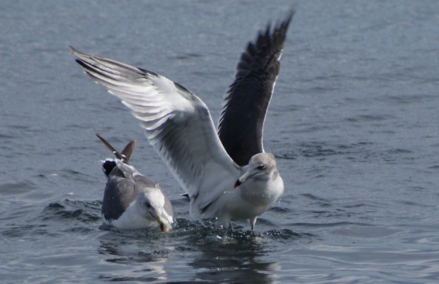 Парочка
Фотограф: Сергей Буркацкий

Просмотров: 2809
Комментариев: 0