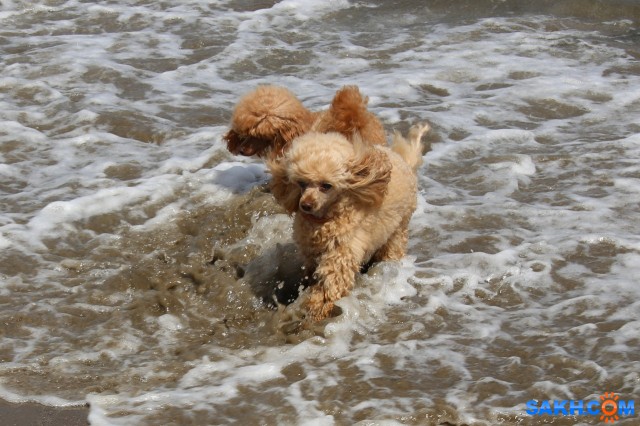 На отдыхе

Просмотров: 360
Комментариев: 0