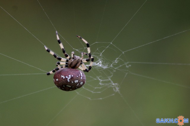 паучок

Просмотров: 1574
Комментариев: 0
