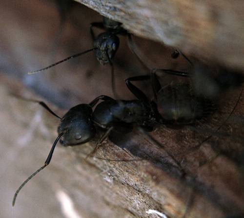 DSC05473
Фотограф: Сергей Буркацкий

Просмотров: 361
Комментариев: 0