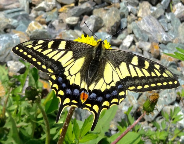 DSC01524
Фотограф: Сергей Буркацкий

Просмотров: 502
Комментариев: 0