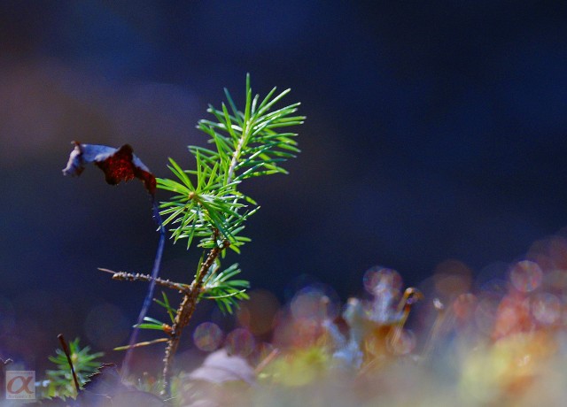 ***
Фотограф: Сергей Буркацкий

Просмотров: 875
Комментариев: 0