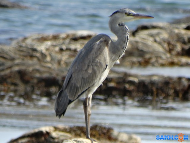 DSC05520_н

Просмотров: 348
Комментариев: 0