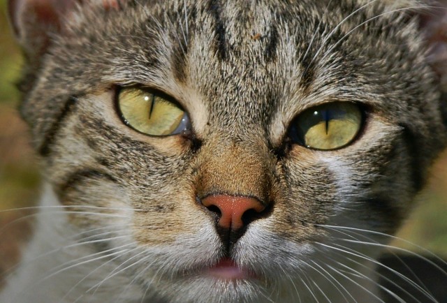 ***
Фотограф: Сергей Буркацкий

Просмотров: 1197
Комментариев: 0